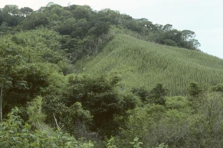 Cornfields at La Huertita, east of La Petaca