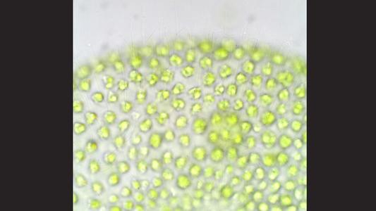 Volvox colony focus on flagella