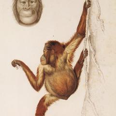 Climbing Orangutan Print