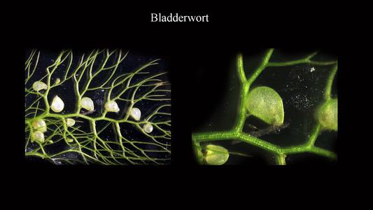 Modified leaves - detail of insect traps of bladderwort