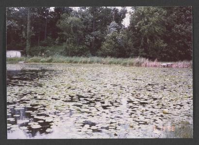 Water lilies on Henrietta Lake