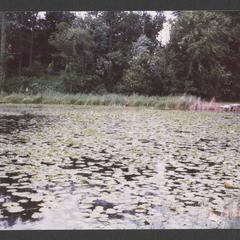 Water lilies on Henrietta Lake