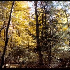 Wingra Woods in fall, University of Wisconsin Arboretum