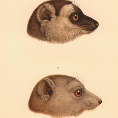 Mongoose Lemurs Print