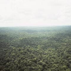 Pristine tropical rainforest northwest of Graytown