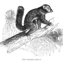 The Weasel Lemur