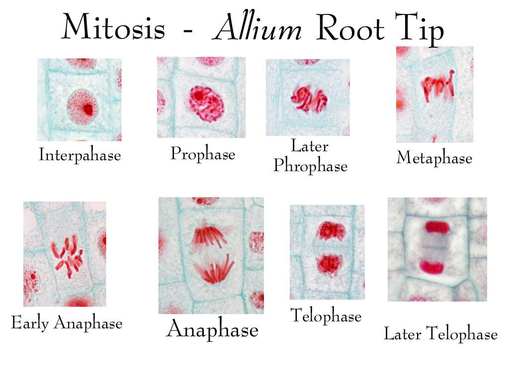 ‎Composite of all stages of mitosis in onion root tip labeled - UWDC ...