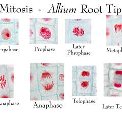 Composite of all stages of mitosis in onion root tip labeled