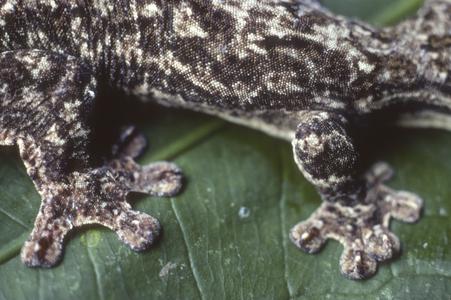 Gecko feet, western lowland ecuador