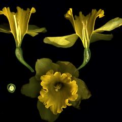 Narcissus floral dissection
