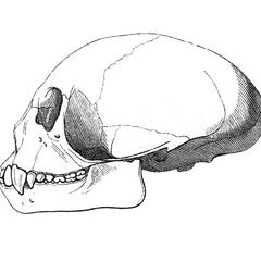 Crâne de saïmiri