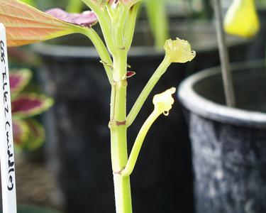 Petiole abscission in Coleus - auxin applied to one petiole at different nodes