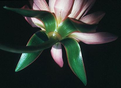 Sepals of Nymphaea
