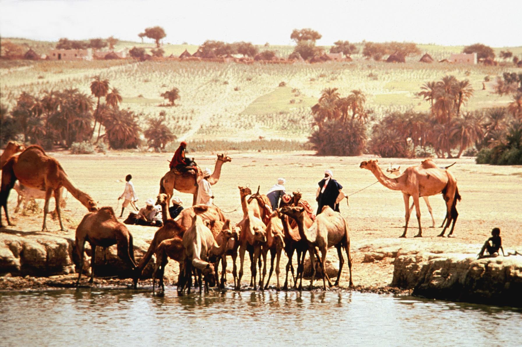 Camels at Water Hole
