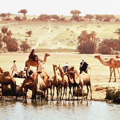 Camels at Water Hole