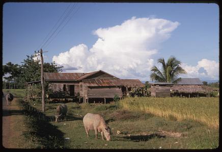 Ban Pha Khao : view of field animals