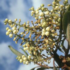 Flowers of Arbutus in oak cloud-forest above Totomicapan