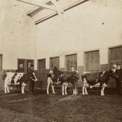 Interior of Stock Pavilion, students with cows