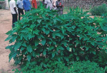 Sesame Plant, a Source of Oil for Gambians