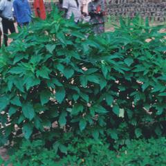 Sesame Plant, a Source of Oil for Gambians