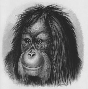Orangutan Head Print
