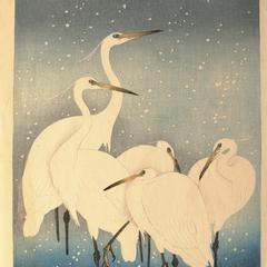 Group of Egrets