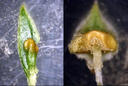 Dissected sporophylls from different positions of the strobilus of Lycopodium obscurum