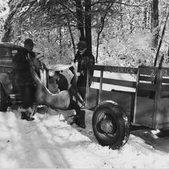 Hunters loading deer on trailer