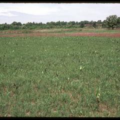 Curtis Prairie, University of Wisconsin Arboretum, the first week of June