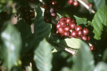 Cultivated coffee (Coffea arabica) on Volcán Poás