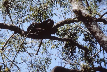 Alouatta palliata