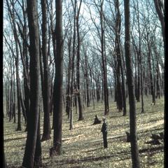 Wingra Woods with Bill Longenecker, University of Wisconsin Arboretum