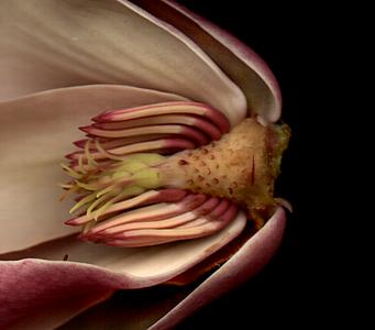 Dissected flower with view of receptacle, sepals, petals, stamens and pistils of Magnolia X Soulangiana