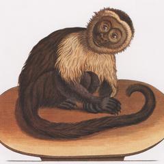Seated White-Fronted Capuchin Print