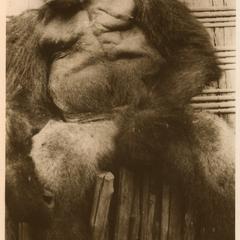 Seated Adult Male Gorilla Print