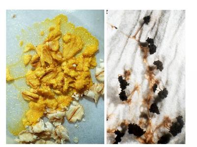 Plasmodial Slime molds - composite, views of plasmodium and sporangia