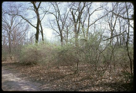 Early growth of honeysuckle in Grady Tract Woods, University of Wisconsin Arboretum
