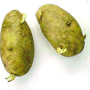 Potato tuber