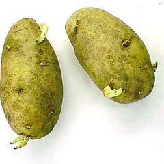 Potato tuber