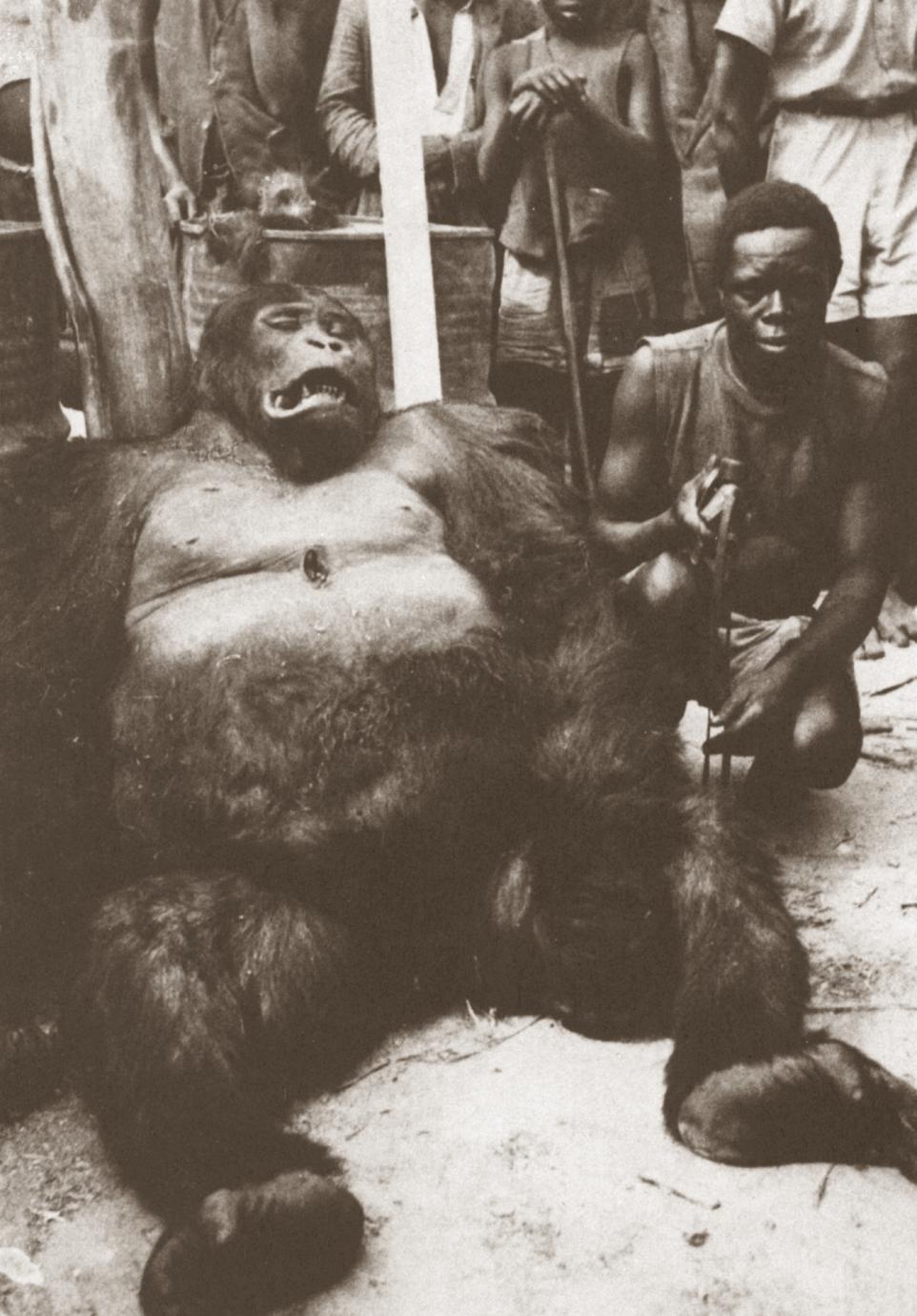 Gorilla Hunting Scene - UWDC - UW-Madison Libraries