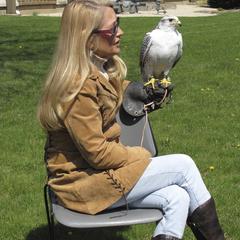 Trainer with hawk, Earth Day, Janesville, 2010
