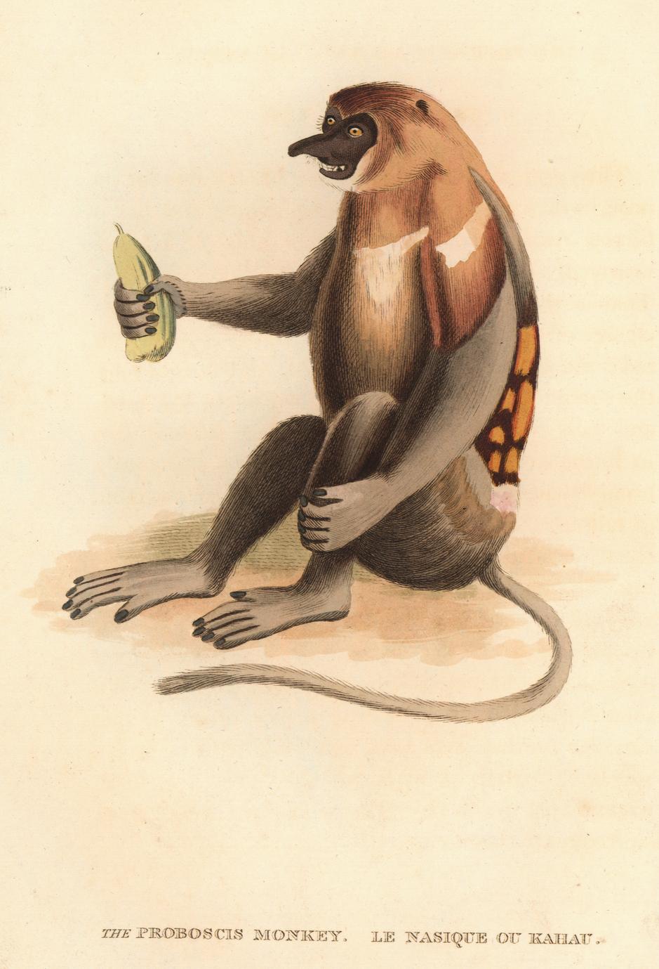 The Proboscis Monkey