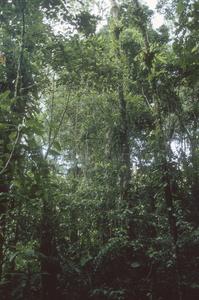 Monteverde Cloud Forest Preserve