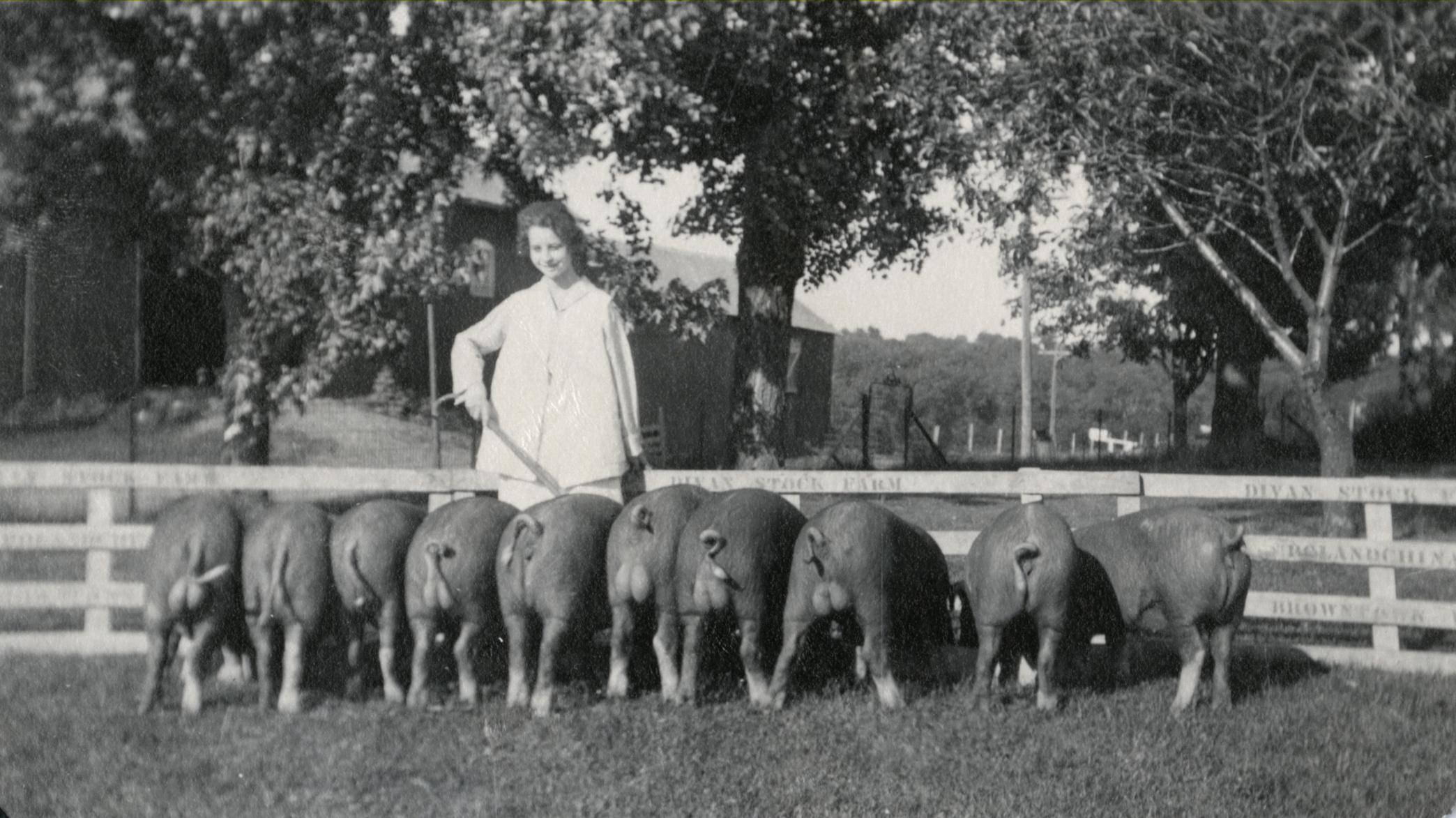 Ton litter of pigs - - UW-Madison Libraries