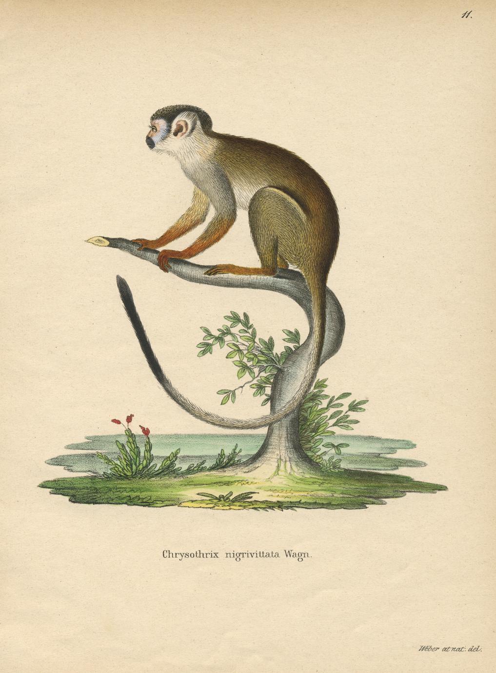 Squirrel Monkey Print