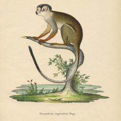 Squirrel Monkey Print