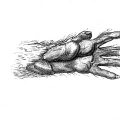 Main antérieure du malbrouck (Malbrouck hand)