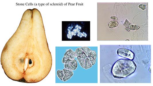 Composite of sclereids of pear with a fruit