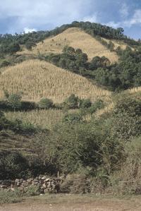 Corn fields on steep slopes above Titzio