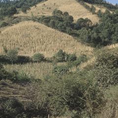 Corn fields on steep slopes above Titzio